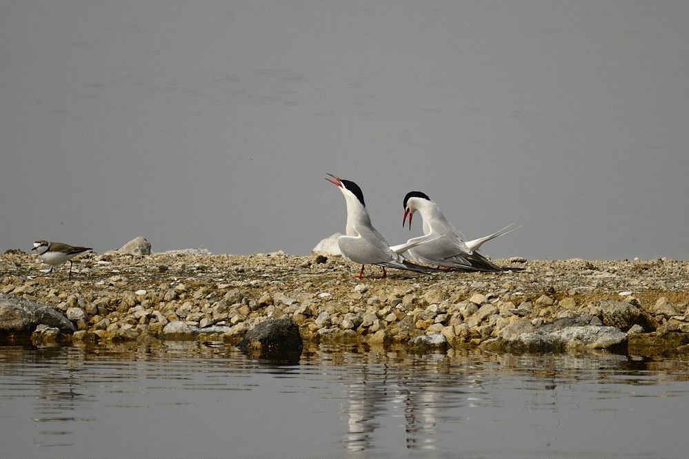 Küstenseeschwalben 2015 05350