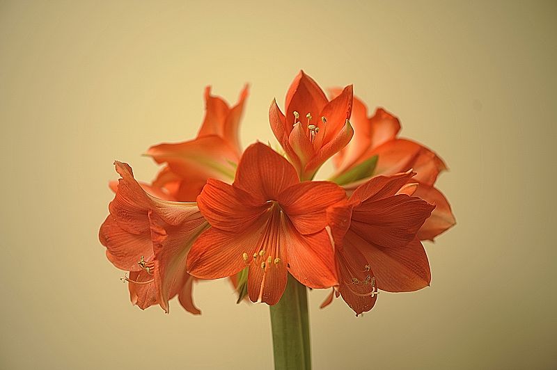 k  DSC3616 Amaryllis in voller Blüte Dezember 2017