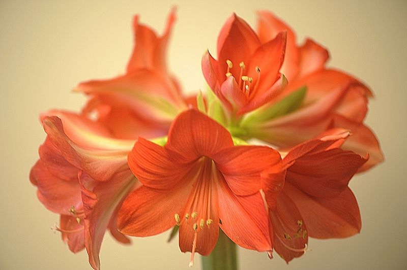 k  DSC3618 Amaryllis in voller Blüte Dezember 2017