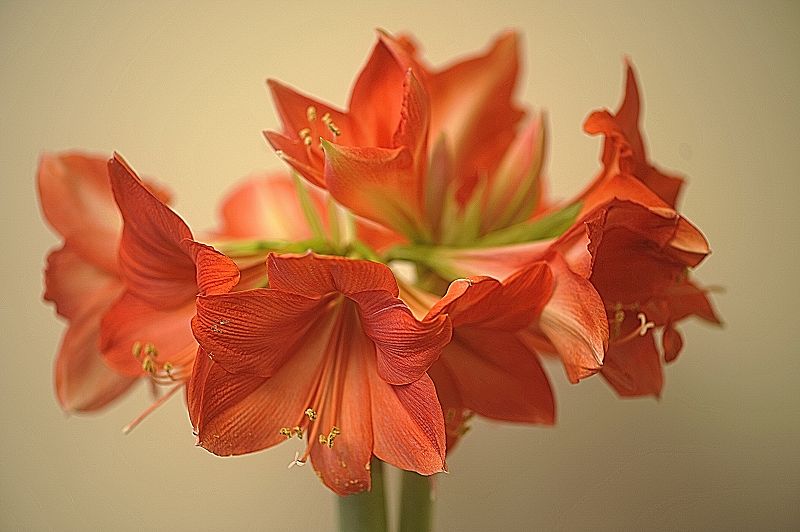k  DSC3621 Amaryllis in voller Blüte Dezember 2017