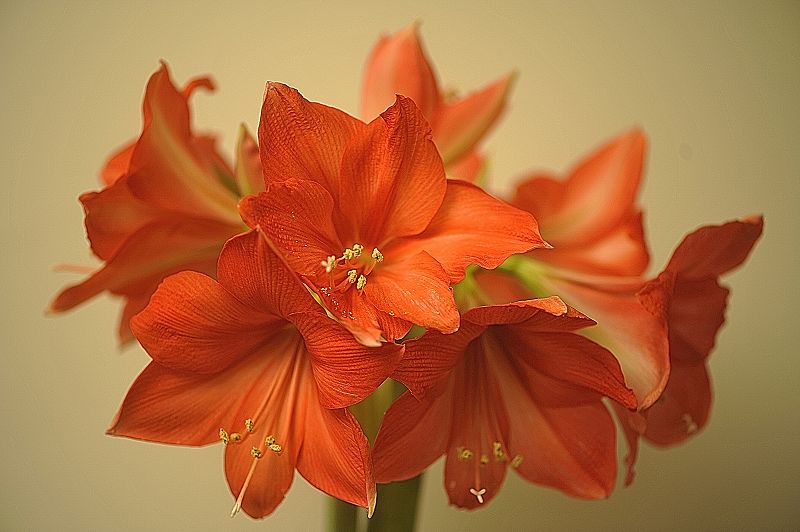 k  DSC3623 Amaryllis in voller Blüte Dezember 2017
