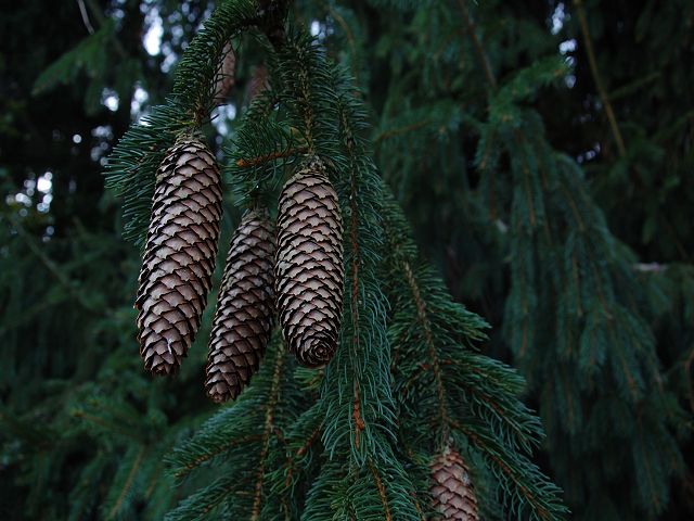 k Herbst im Wald 4