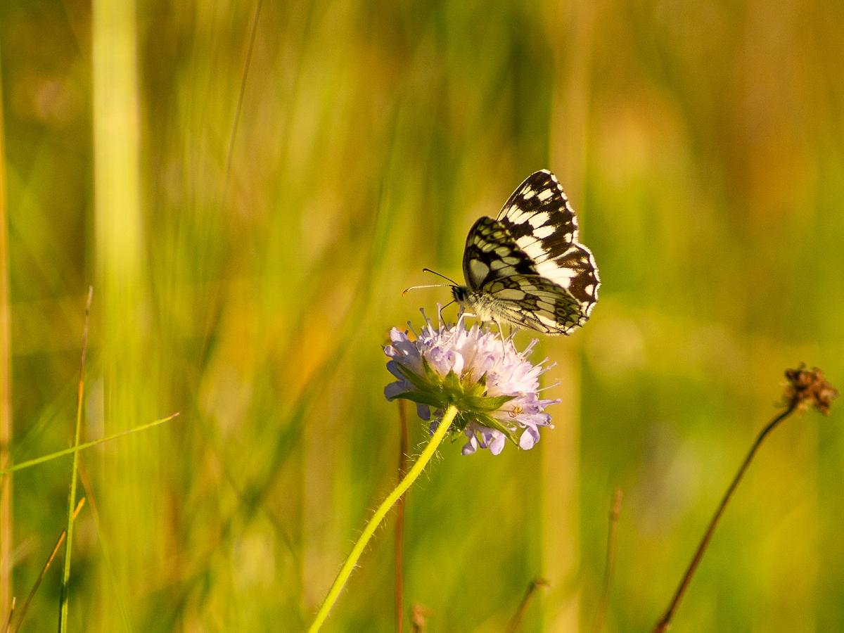 k-Schmetterling (13 von 14).jpg