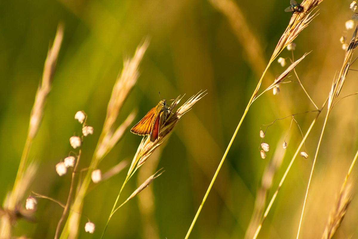 k-Schmetterling (14 von 14).jpg