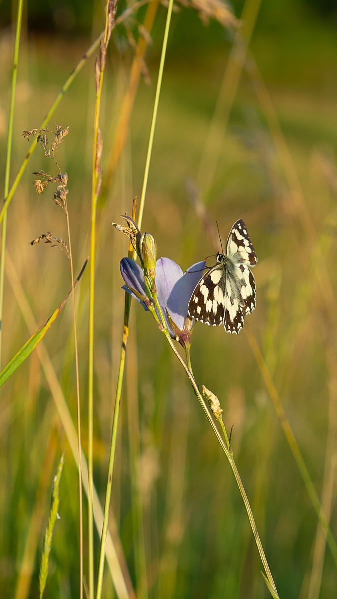 k-Schmetterling (2 von 14).jpg