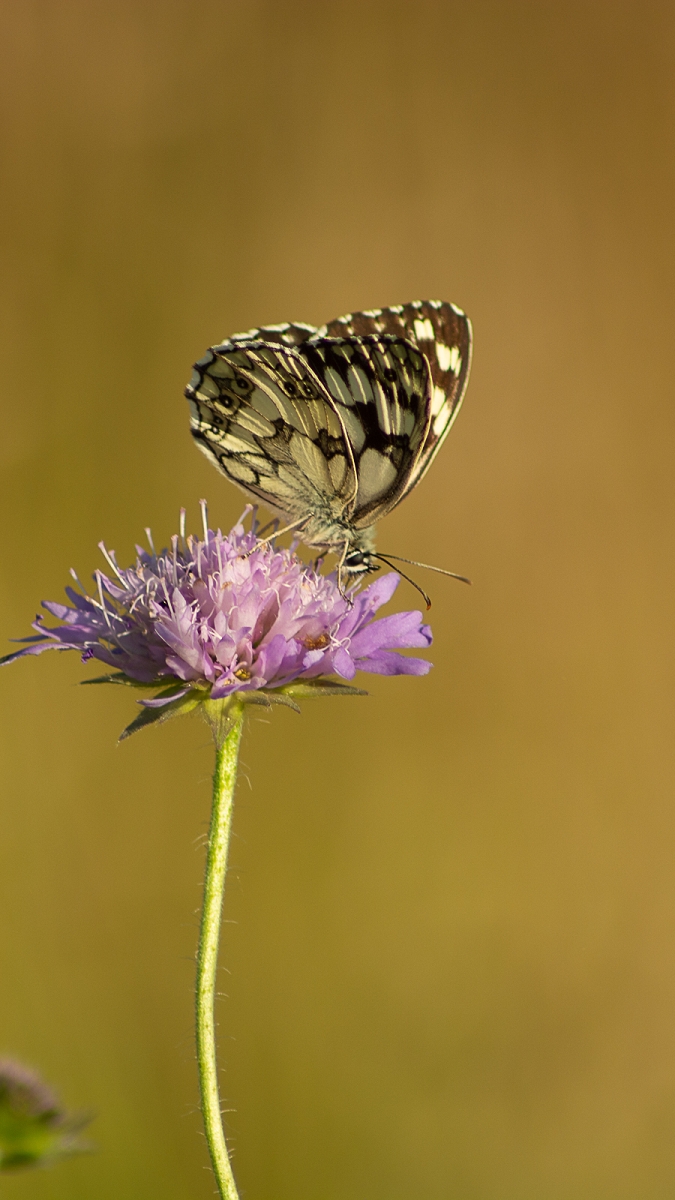 k-Schmetterling (8 von 14).jpg