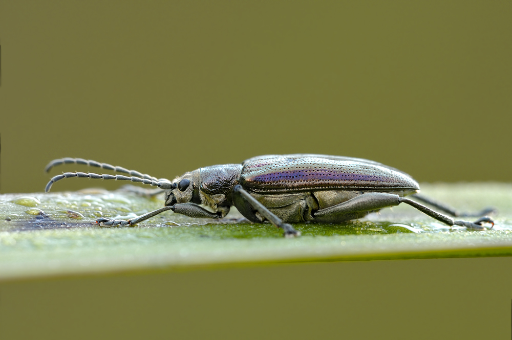 Kaefer0380