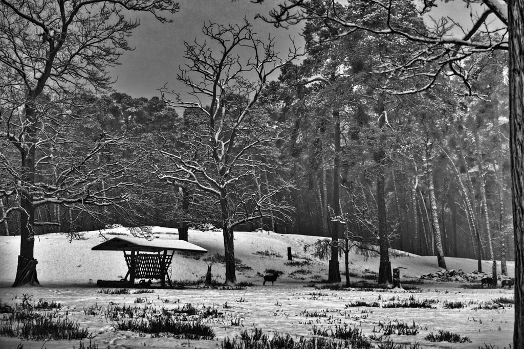 kaefertalerwald schnee