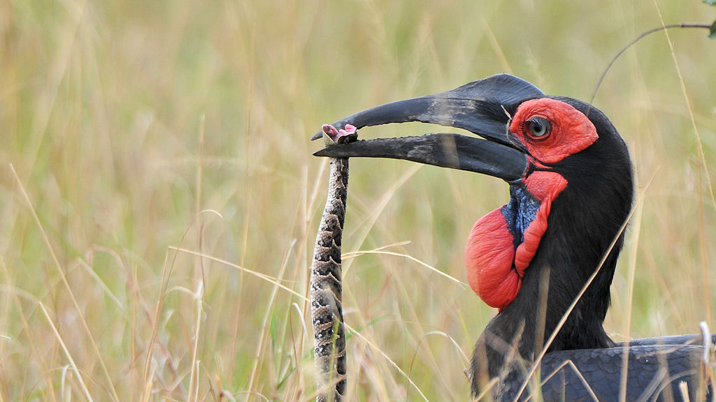 Kaffernhornrabe mit Schlange
Southern Ground Hornbill
nähe Lobo Hills
3399