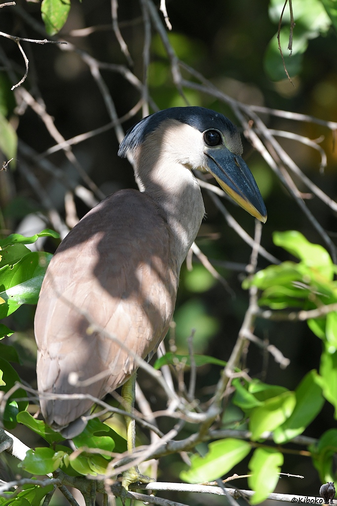 Kahnschnabel (boat-billed heron)

s822 PantanalHotel BoatBilledHeron 3840 h