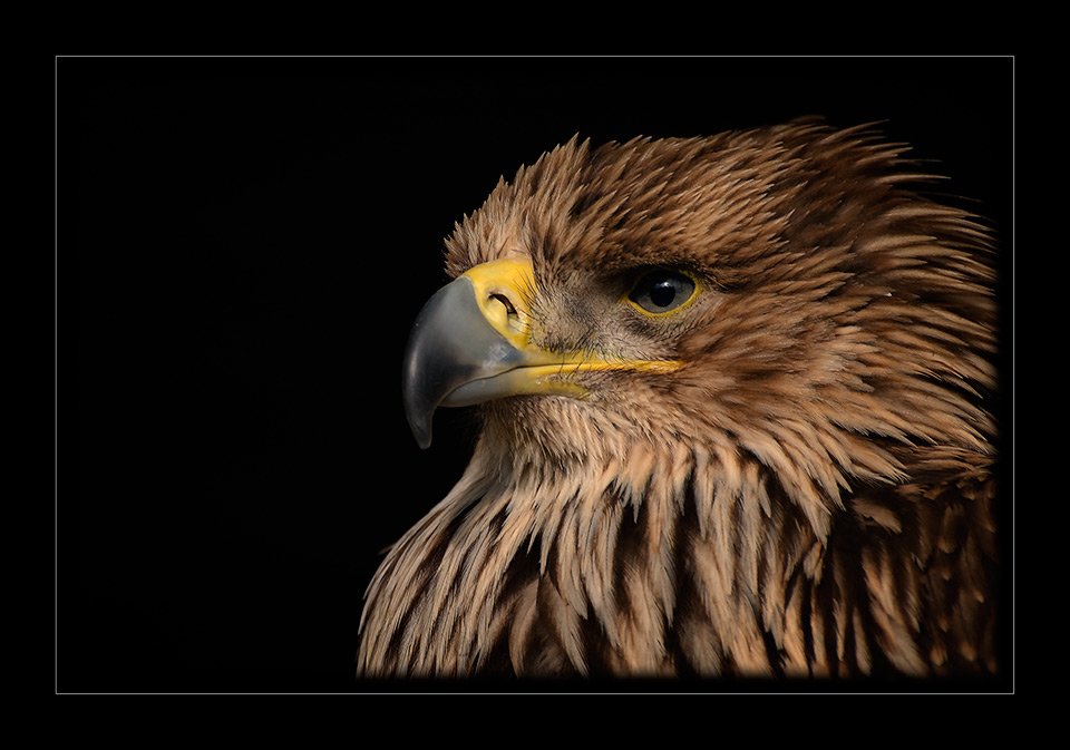 Kaiseradler