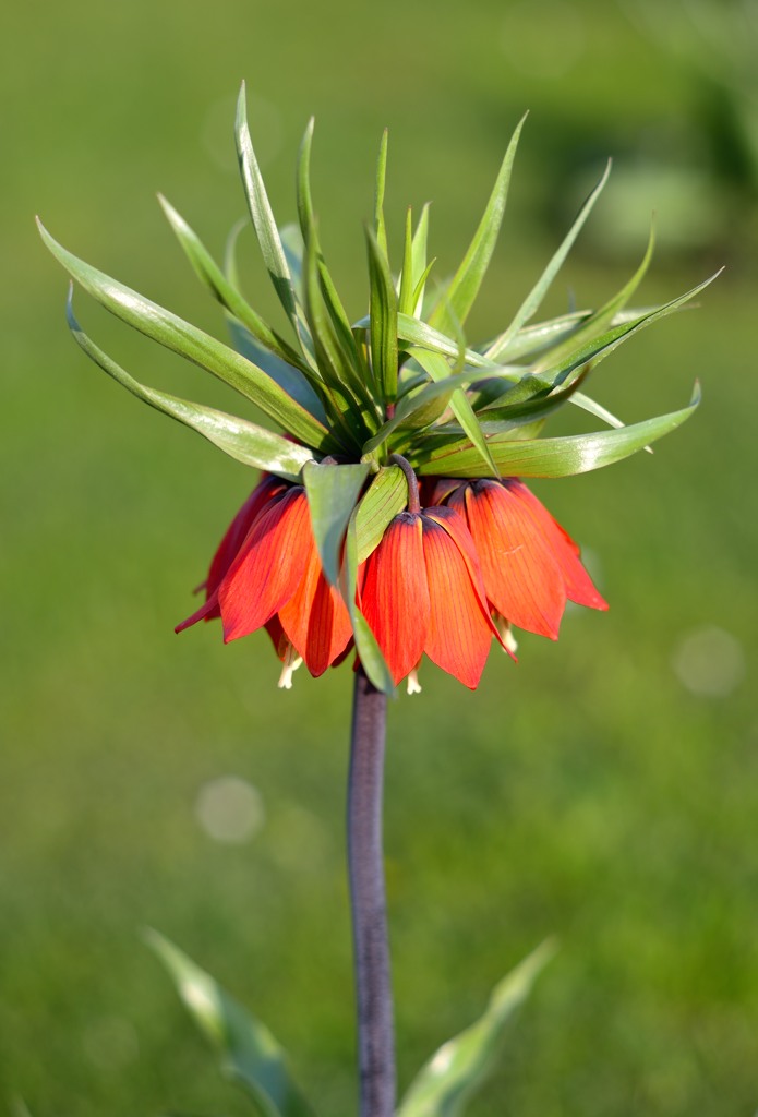 Kaiserkron-Schachblume