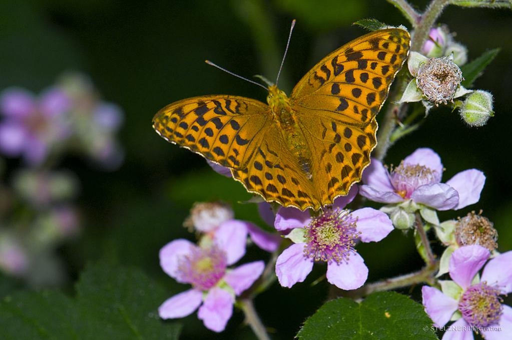Kaisermantel (Argynnis paphia)