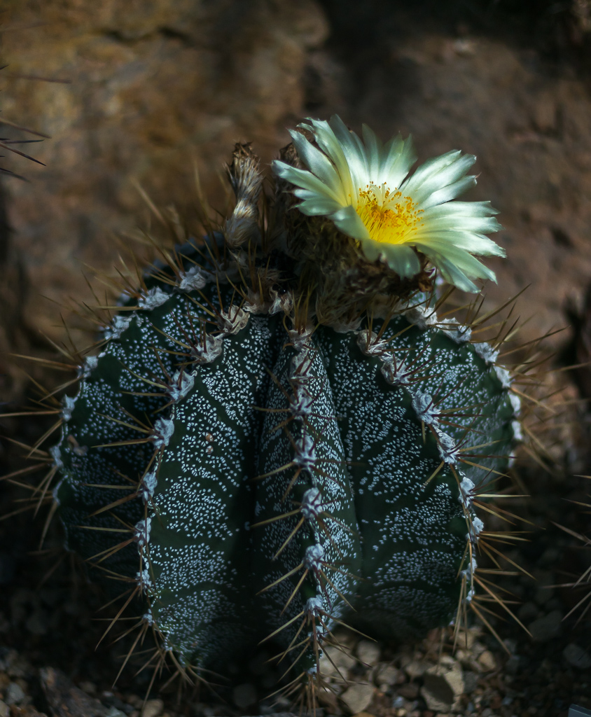 Kakteenblüte