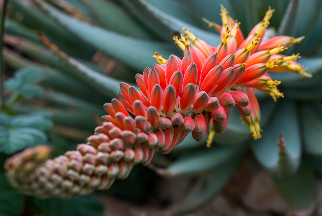 Kakteenblüte
