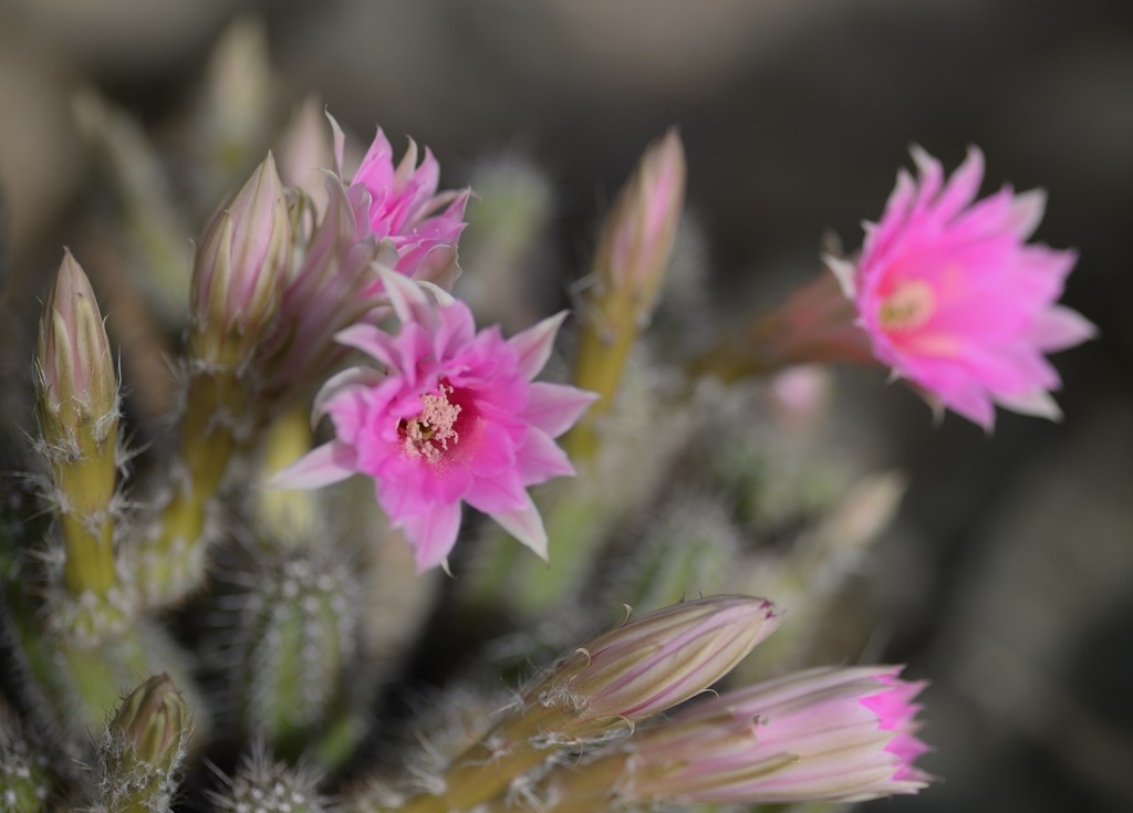 Kakteenblüten 2