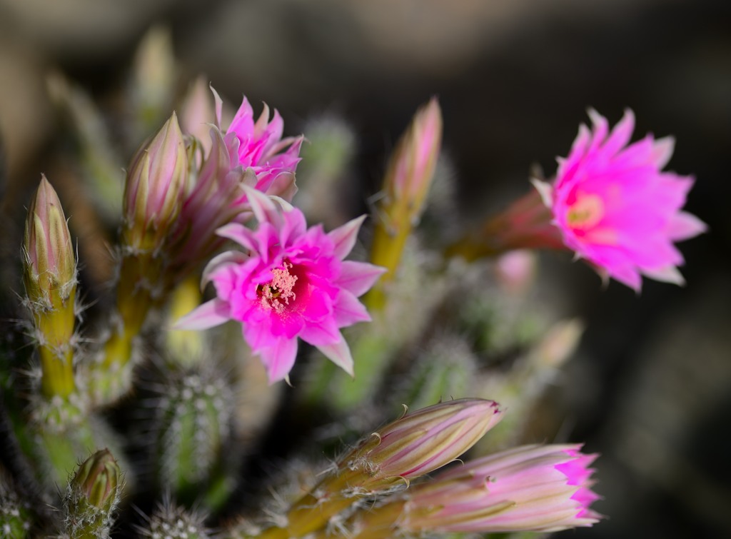 Kakteenblüten