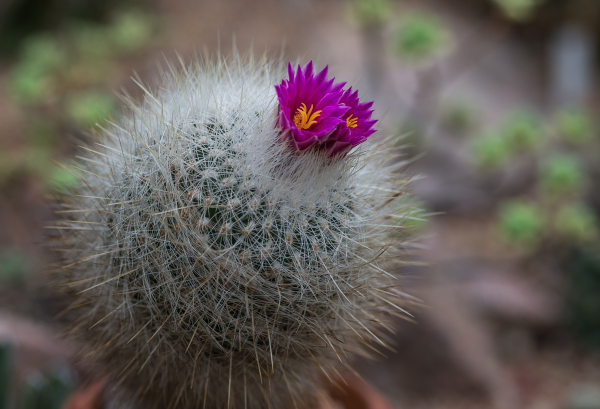 Kaktus mit Blüte