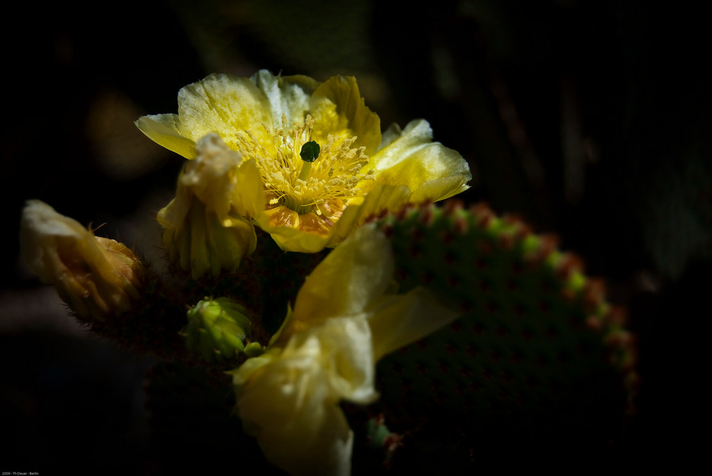Kaktusblüte 6