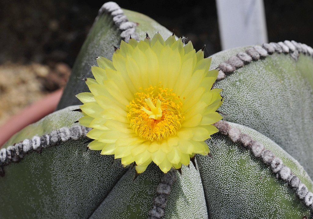 Kaktusblüte.jpg