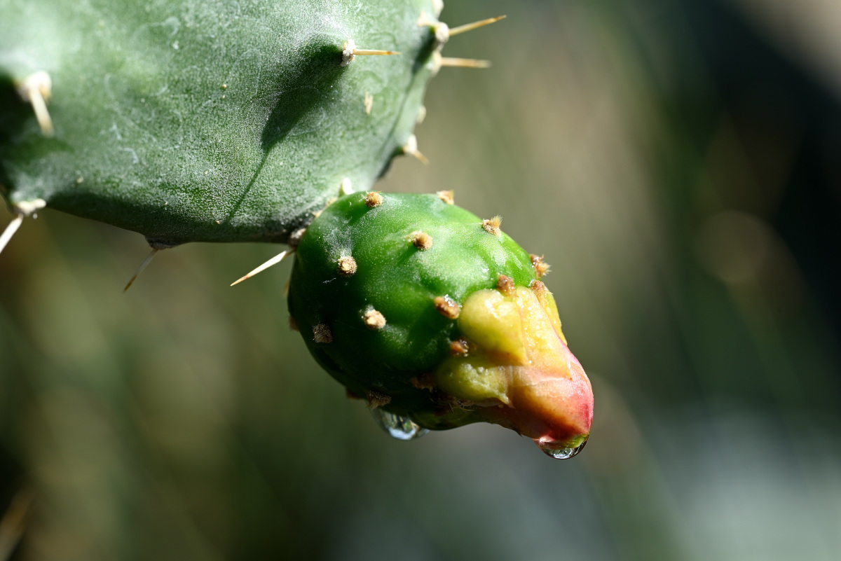 Kaktusblüte