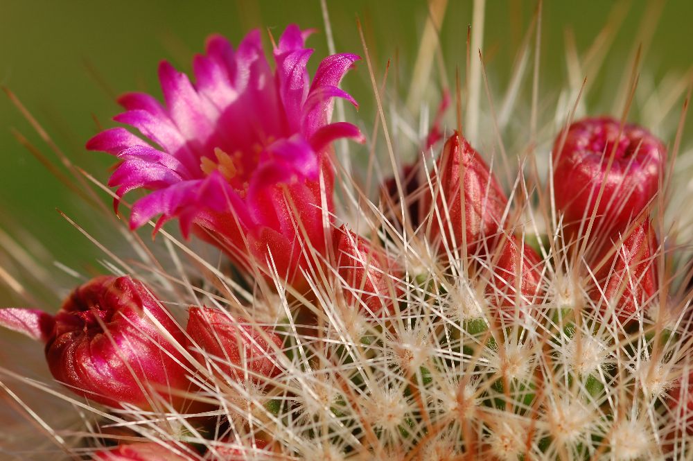 kaktusblüte2