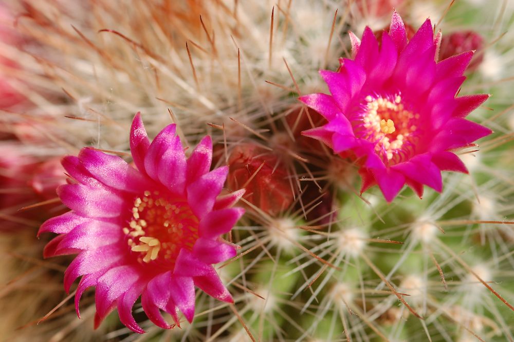 kaktusblüte3
