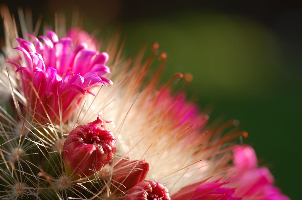 kaktusblüte5