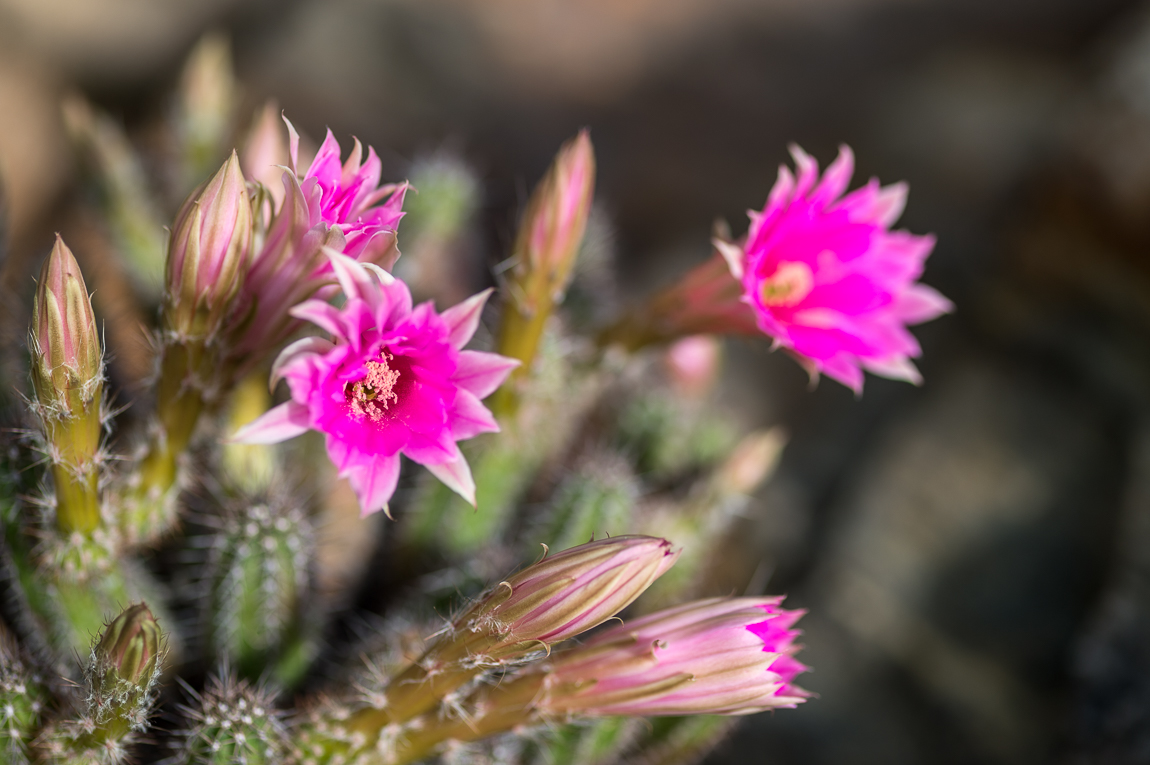Kaktusblüten