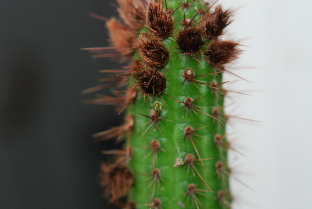 Kaktusspinne 2
