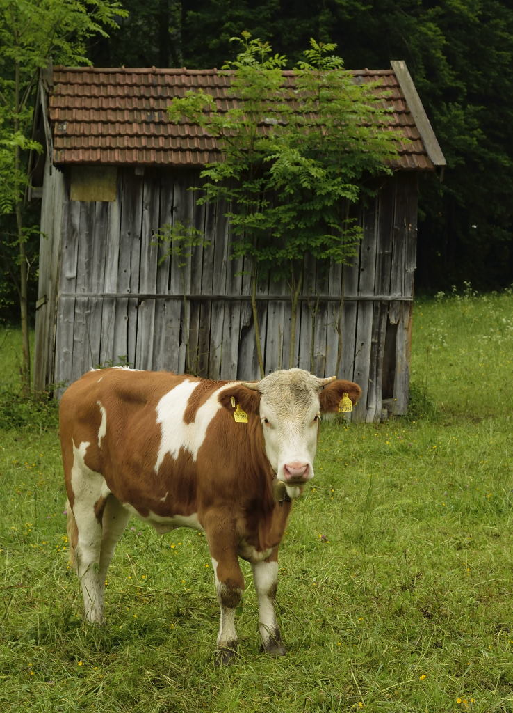 Kalb vor dem Heustadel