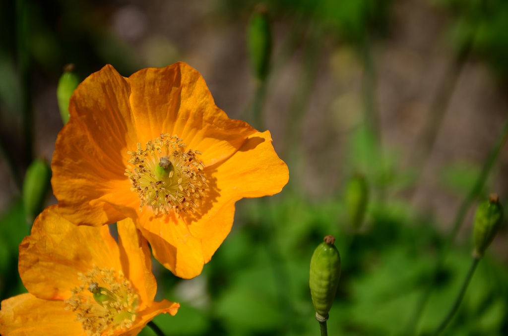 Kalifornischer Goldmohn