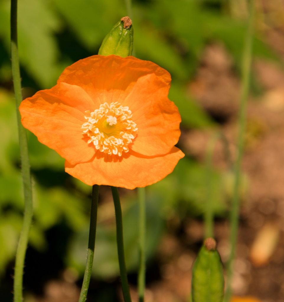 kalifornischer Goldmohn