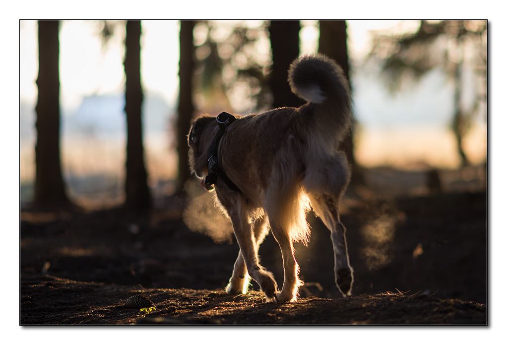 kalt im wald3