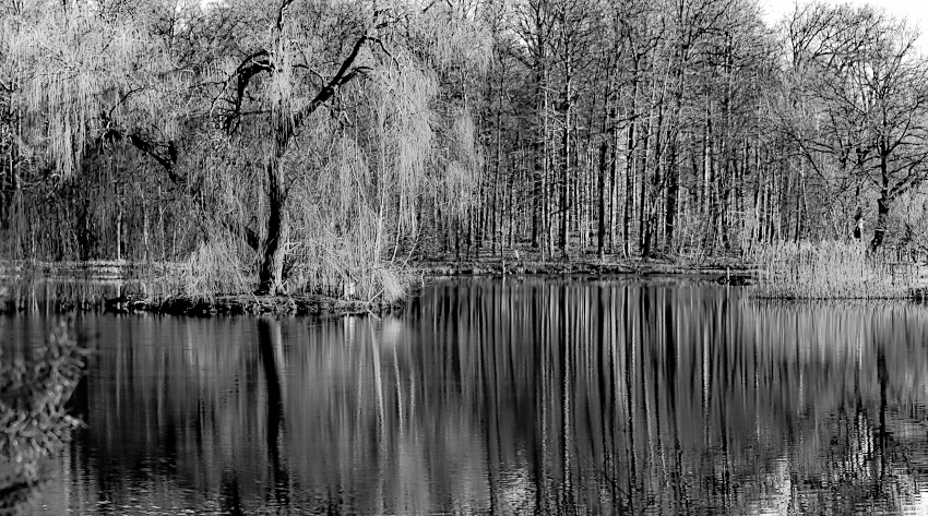 Kalter Morgen am Isenhagener See.jpg