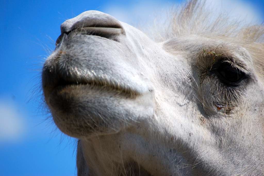 Kamel Halbprofil, Safaripark Stuckenbrock, Sommer 2009