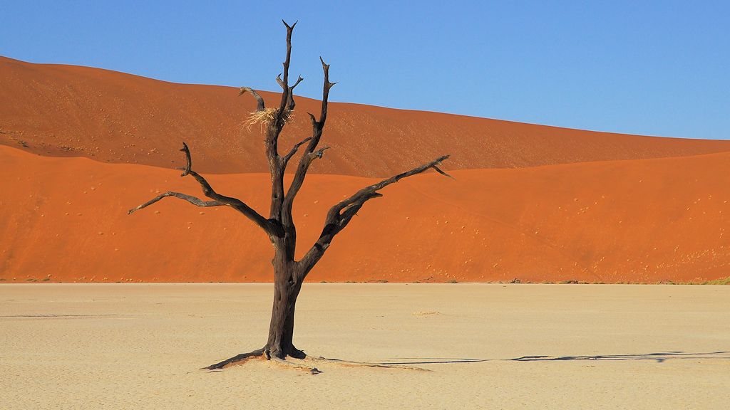 Kameldornbaum im Dead Vlei
4762