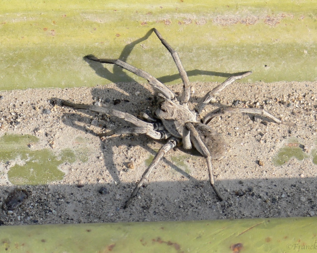 Kamelspinne