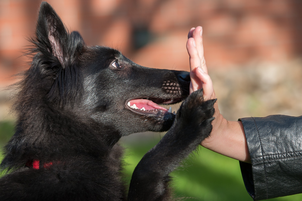 kamerad hund