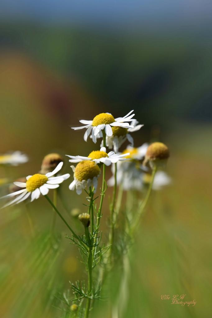 kamille Blumen