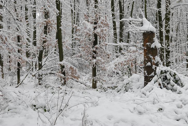 Kammerberg 01/2010