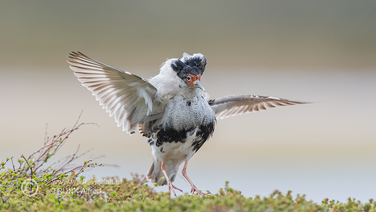 Kampfläufer, D500, AFS 4/600mm, ISO 400, Bl. 4,8, 1/3000sec