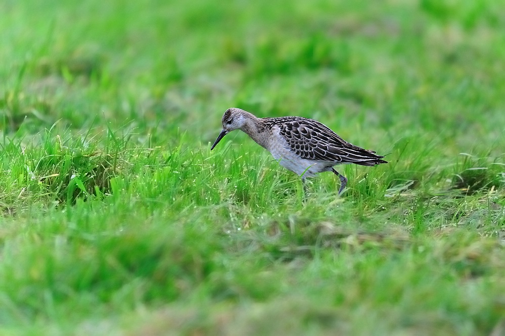 Kampflaeufer
