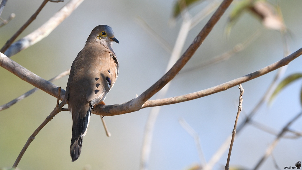 Kamptaube oder auch  Compostäubchen genannt (long-tailed ground dove)

s723 bPantanalHotel LongTailedGroundDove 1905