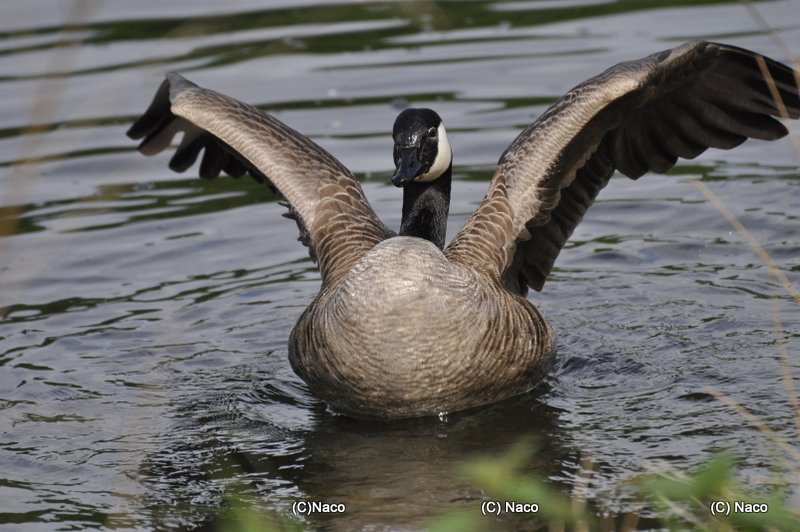 Kanada Gans