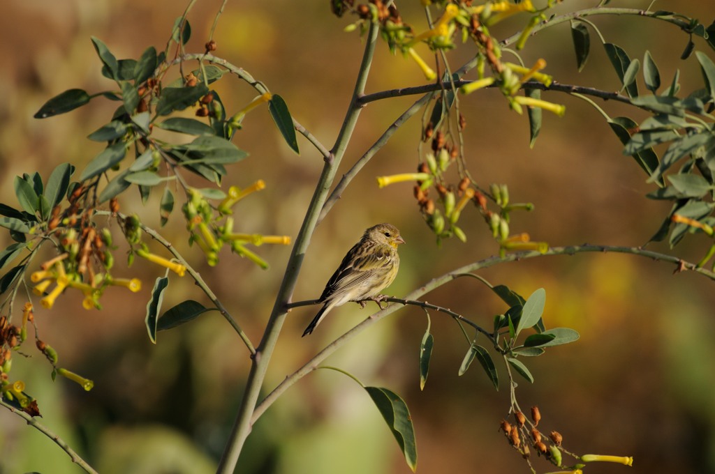 Kanarienvogel