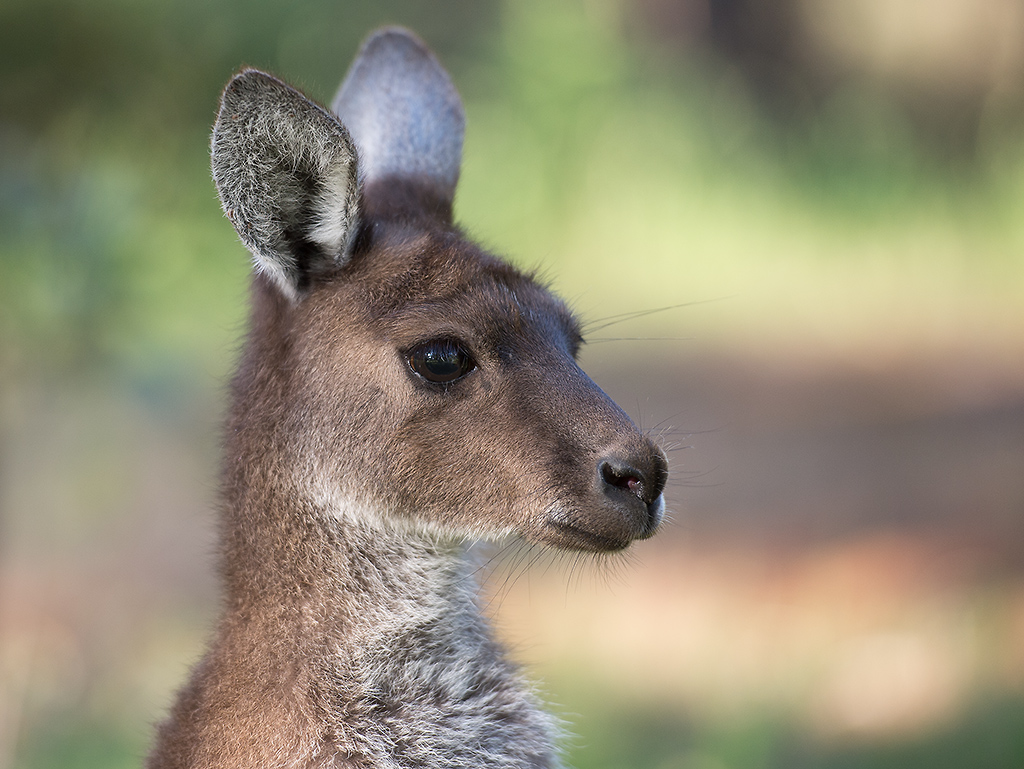 kanguroo portrait