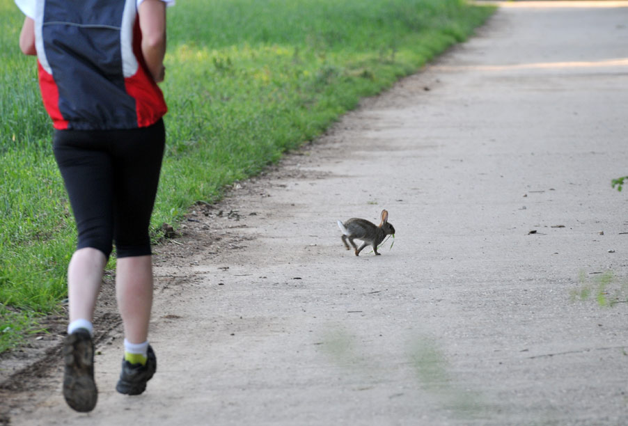 Kaninchen,  Jogger  1