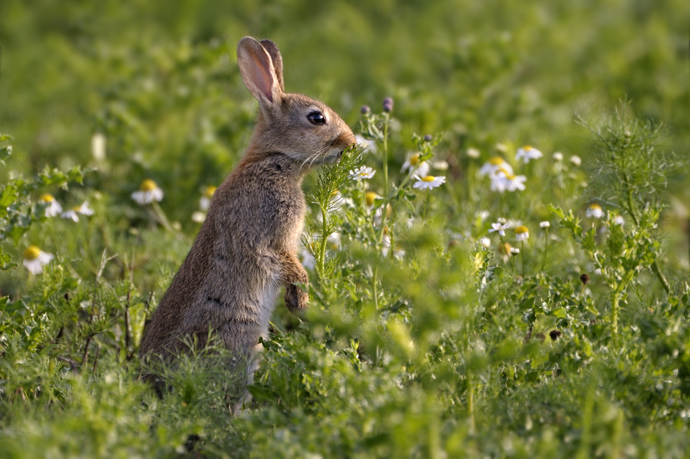 Kaninchen0600nff