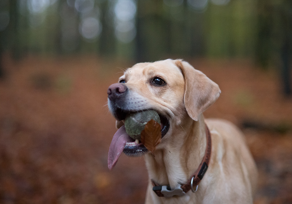 kank im wald